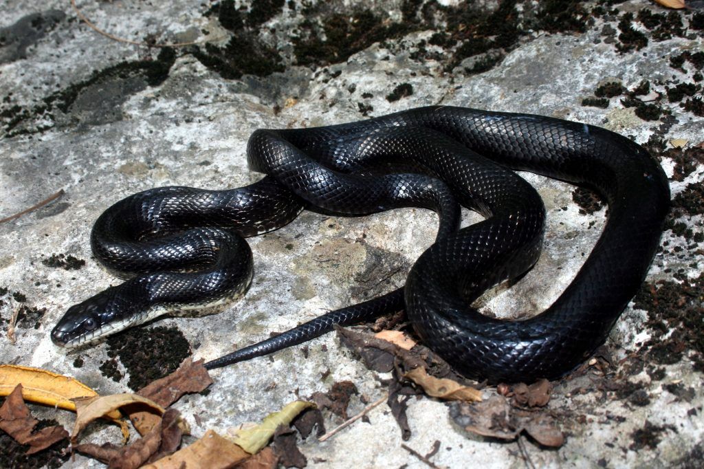 Western rat snake - Pantherophis obsoletus non-venomous snake found in Oklahoma