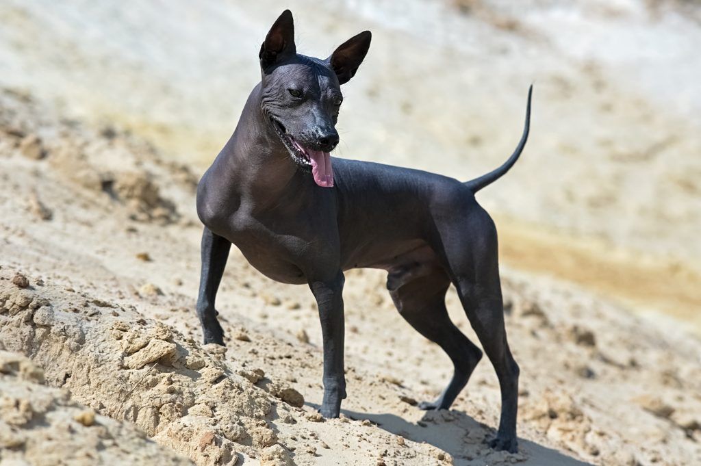 Xoloitzcuintli mexican hairless dog in the desert with it's tongue hanging out