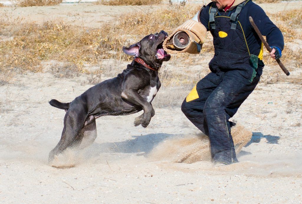 Cane corso training bite work in the sand