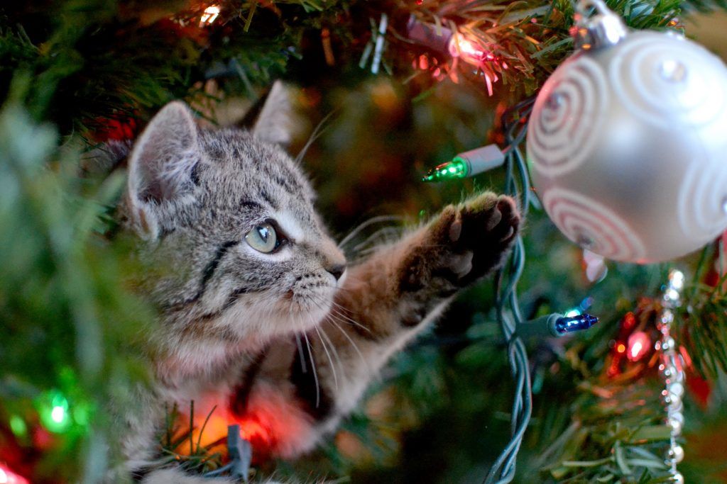 House cat climbed up in a Christmas tree to play with the ornaments