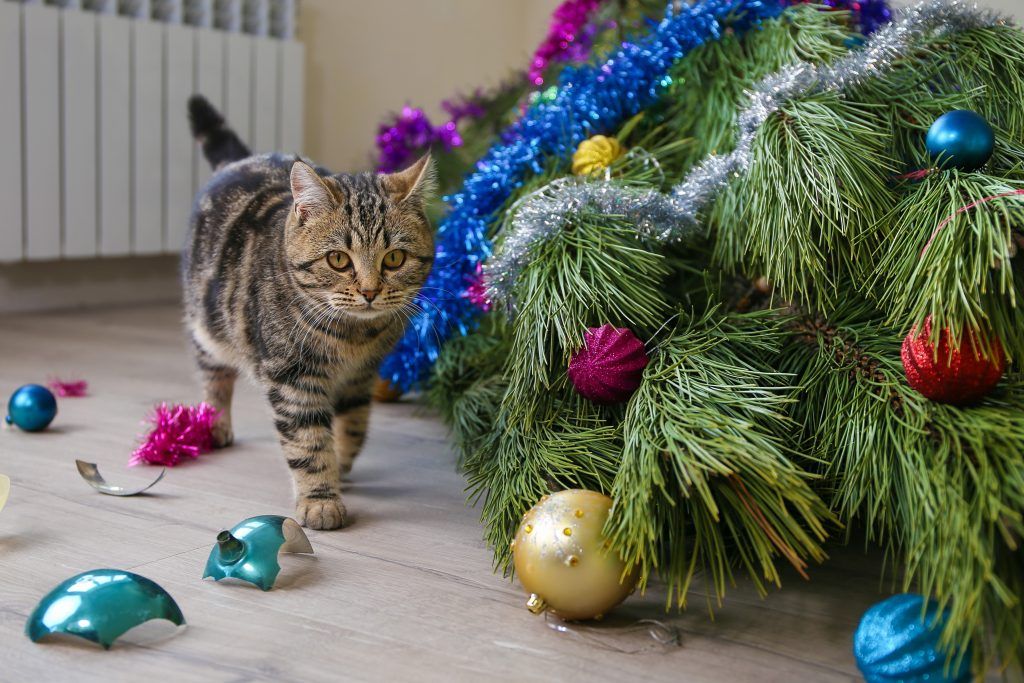 House cat knocked over a Christmas tree and broke ornaments on the floor