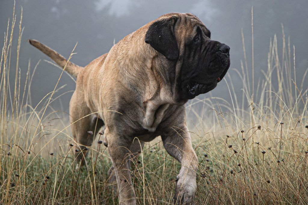 A large English Mastiff prowling through the fields