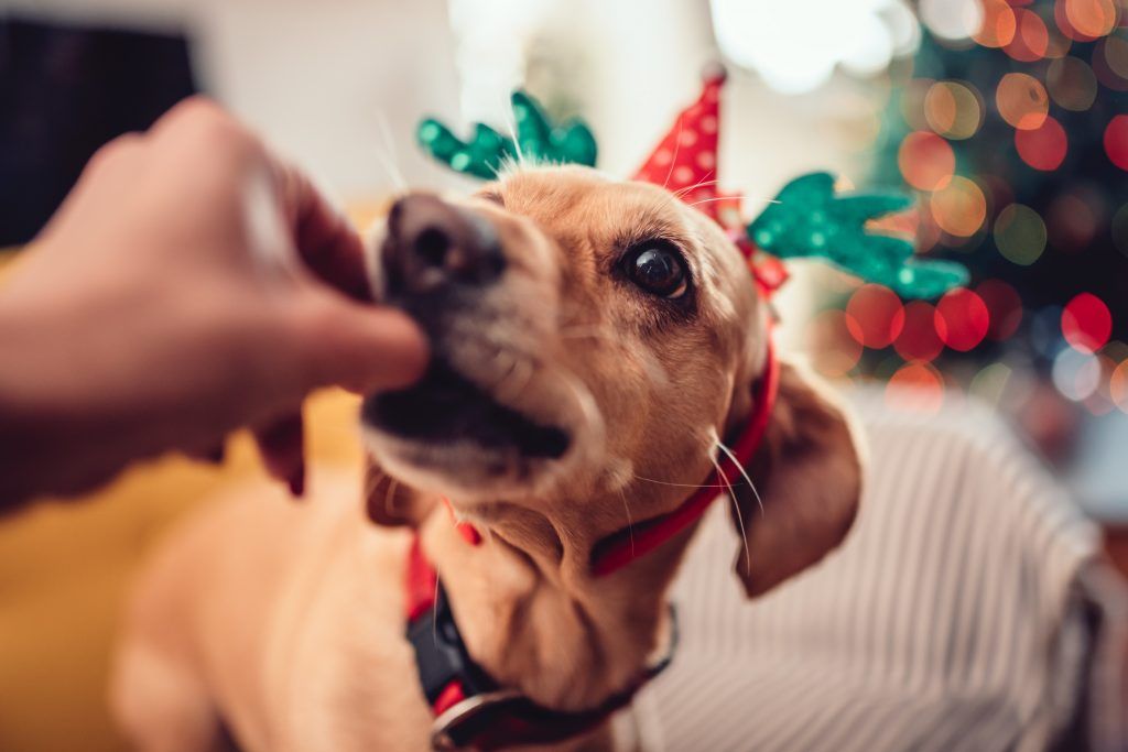 Feeding a dog a bite sized snack on christmas