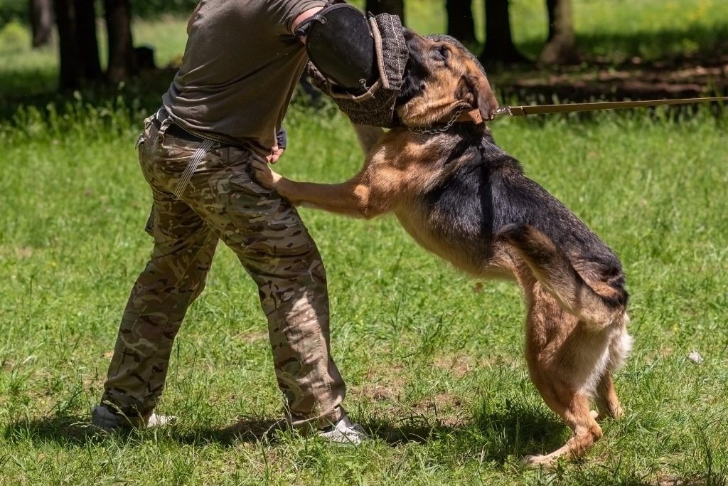 German Shepherd training bite work with the military