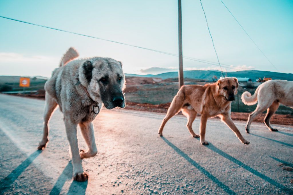 A couple Kangal dogs walking down the street
