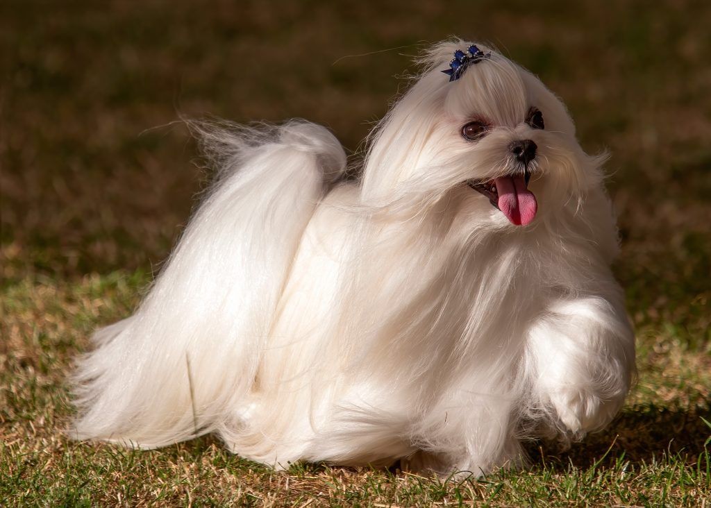 Long-haired maltese dog prancing outside
