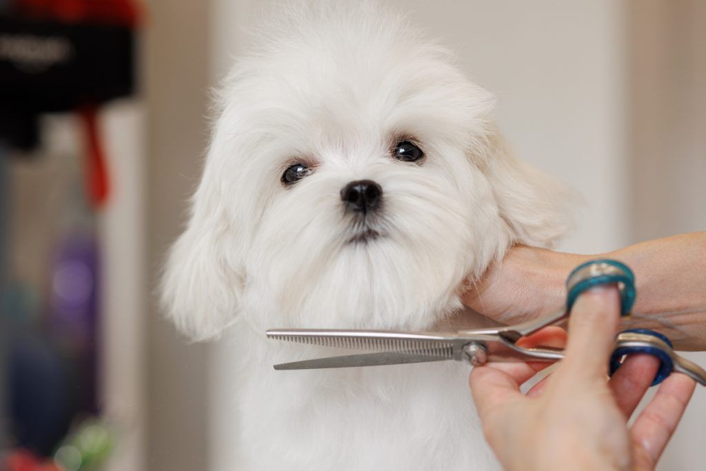 Maltese dog at the groomer