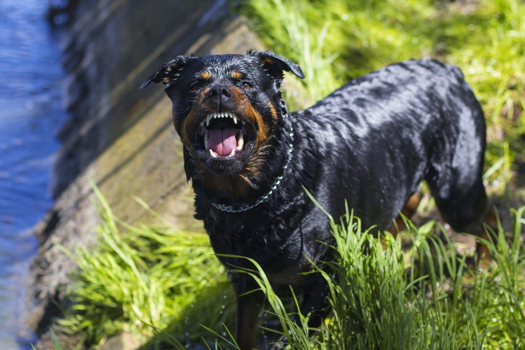 Angry wet Rottweiler on the bank of a creek