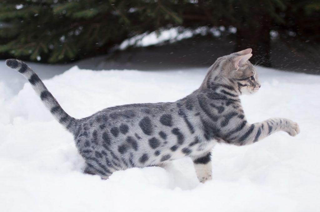 Blue Bengal Cat,gray bengal cat,how much is a blue bengal,facts about blue bengals