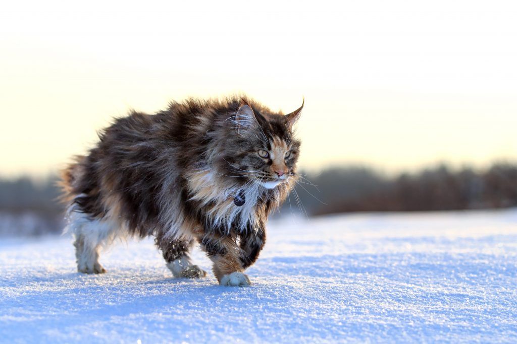Large Maine Coon walking through snow with a sunset behind