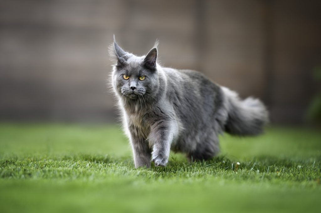Silver gray Maine coon in the backyard