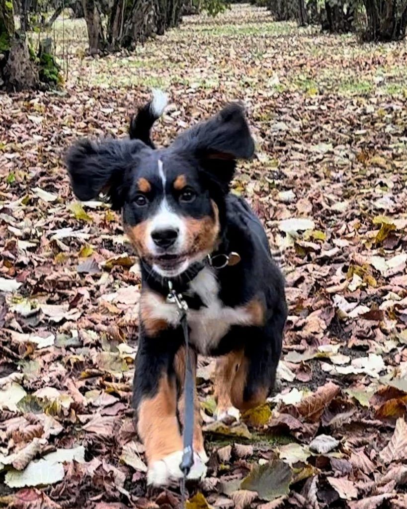 Mini Bernese Mountain Dog running and playing in leaves