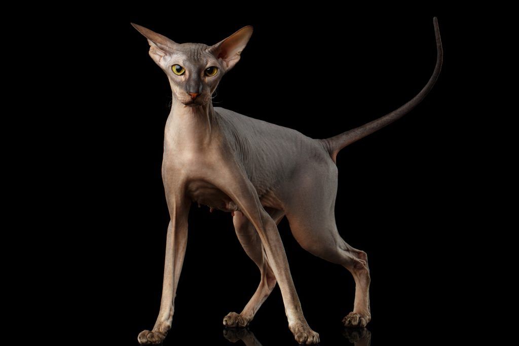 peterbald cat isolated on black background