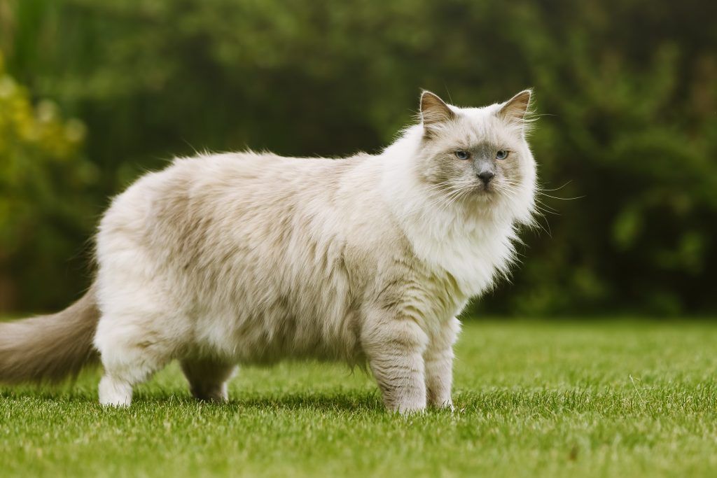 Large Ragdoll cat in the yard