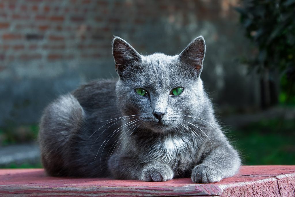 Gorgeous Russian Blue cat on a picnic table