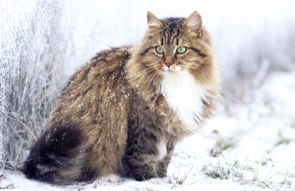 Siberian cat sitting in snow