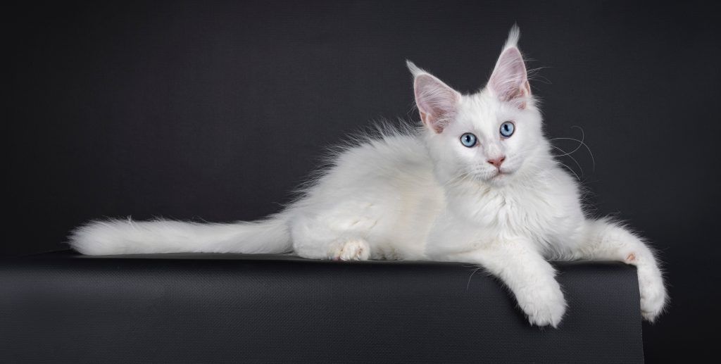 White Maine coon with two blue eyes lying on a bench