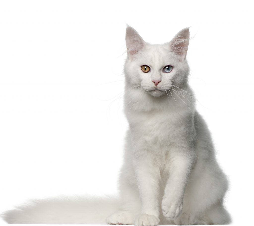 White maine coon with odd colored eyes, white background portrait