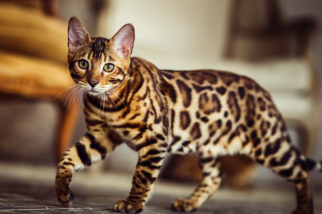 Bengal cat prowling the living room