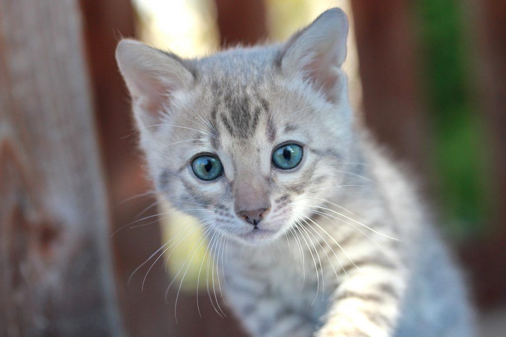 Blue Bengal Cat,gray bengal cat,how much is a blue bengal,facts about blue bengals