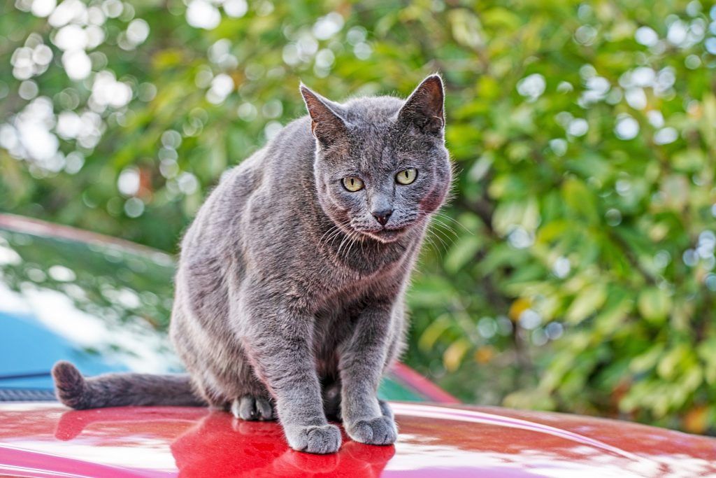 blue burmese cat sitting on a red car hood