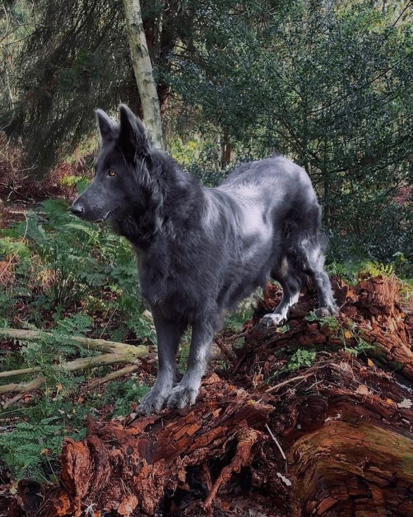 Blue German shepherd standing on a large fallen tree in the woods