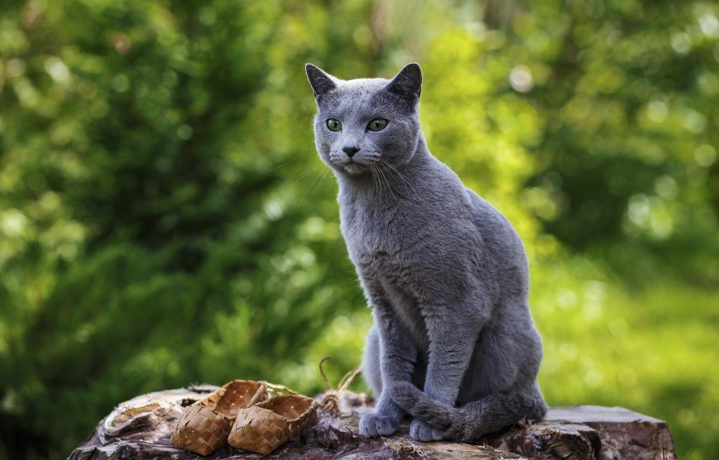 russian blue cat outside on a tree stump