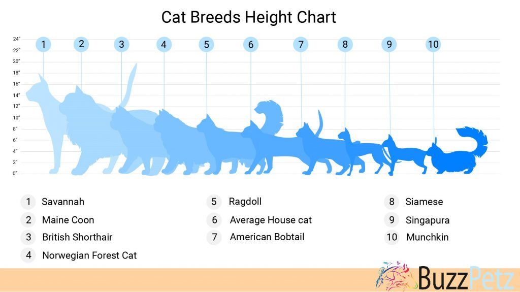 Cat Breed Height Comparison Chart