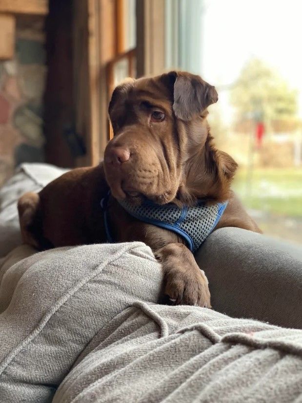 Mini-Hippo dog laying on the edge of a couch