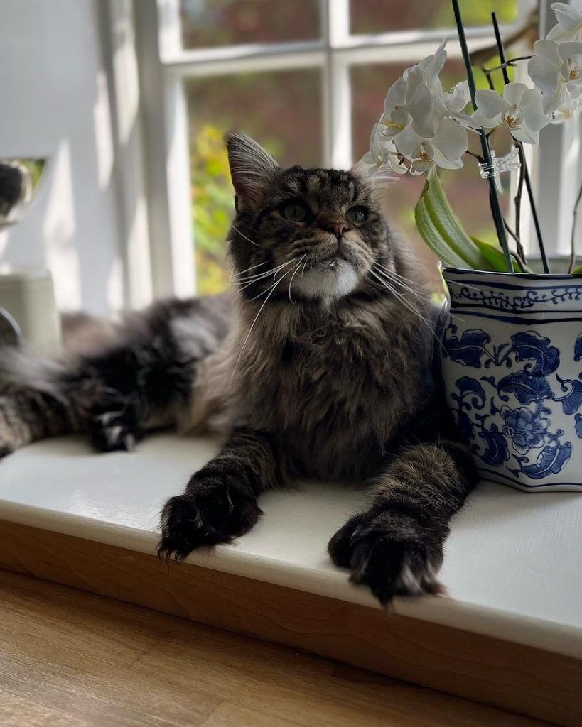 Porter the polydactyl maine coon