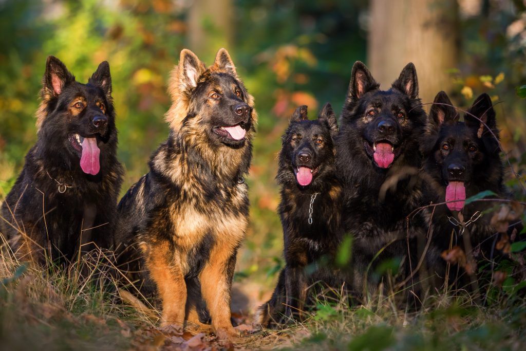 Group of 5 German Shepherds sitting together on a wooded path
