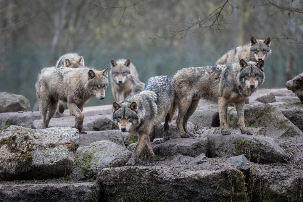 Pack of gray wolves on large rocks in the woods