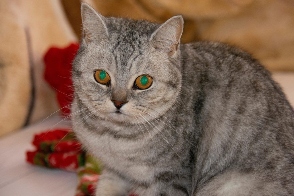 Cat with shining eyes reflecting because of the tapetum lucidum