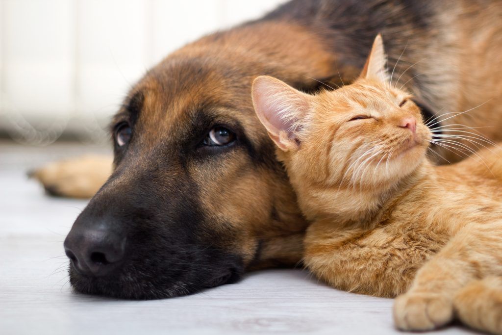 German Shepherd laying down with a cat relaxing against his face